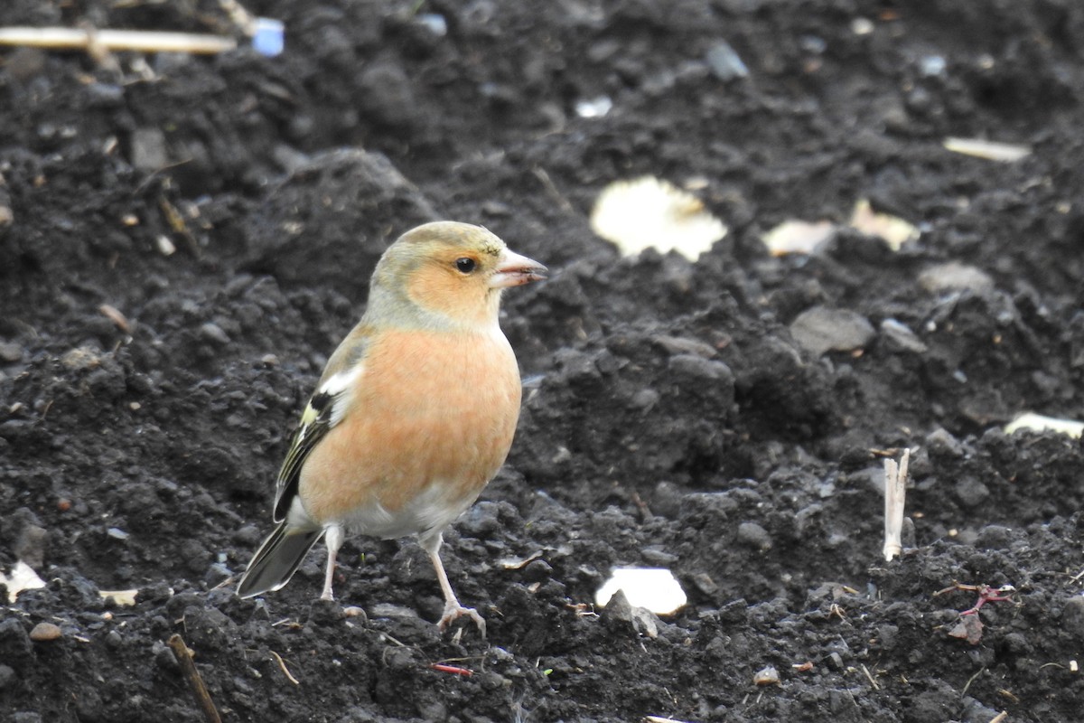 Common Chaffinch - Peter Hines