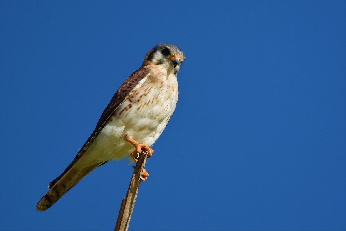 American Kestrel - Bernardo Sayus