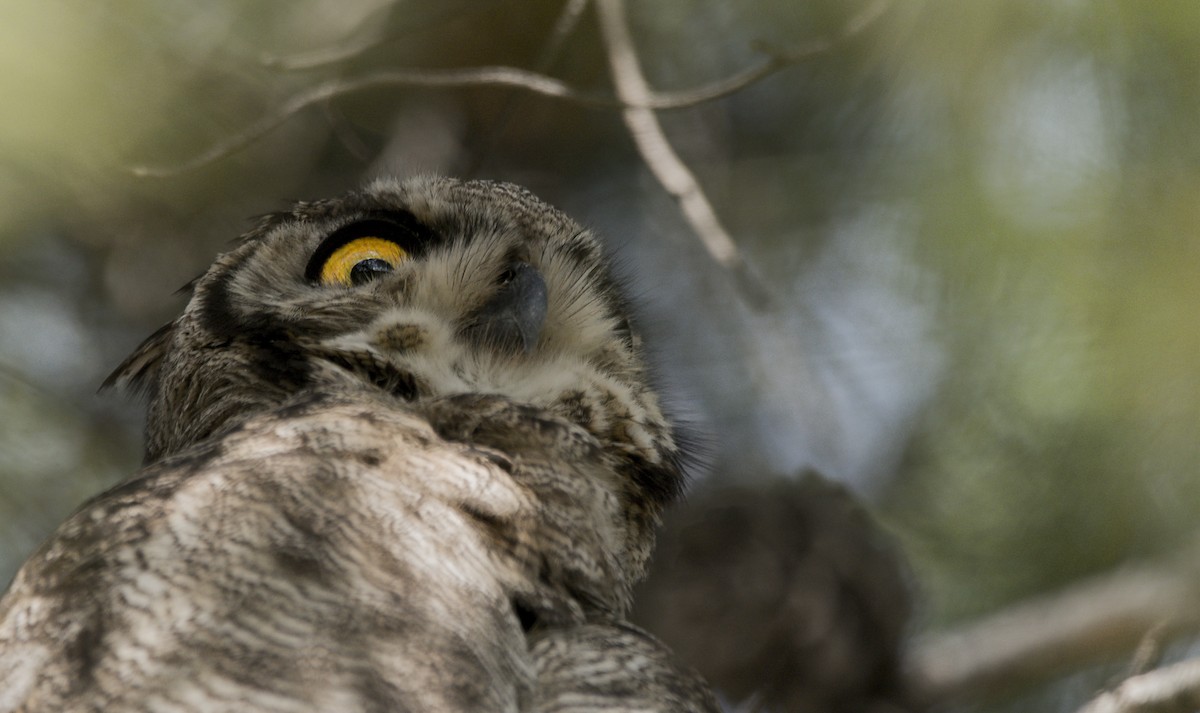 Lesser Horned Owl - ML492727891