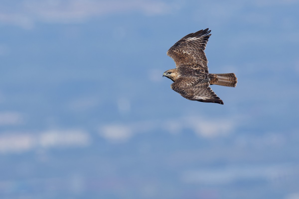 Eastern Buzzard - Vincent Wang