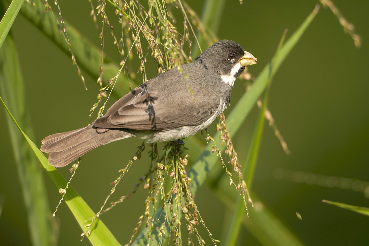 Double-collared Seedeater - ML492730201