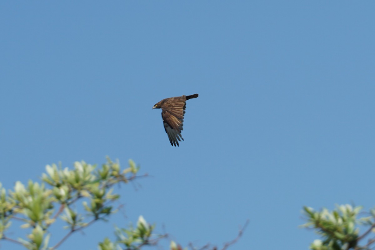 Brown Snake-Eagle - Paul Gössinger