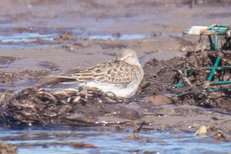 White-rumped Sandpiper - Peter Gadd