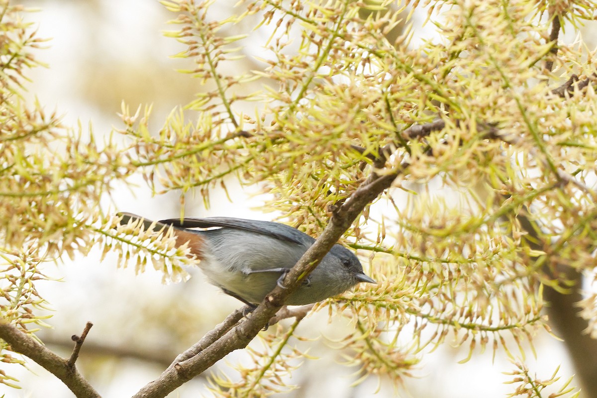 Chestnut-vented Conebill - ML492730881