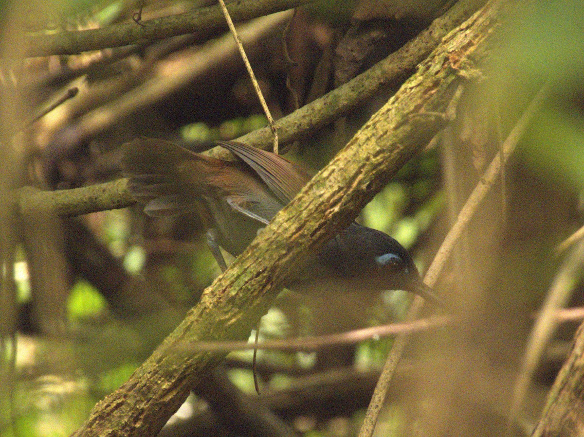 Chestnut-backed Antbird - ML492732261