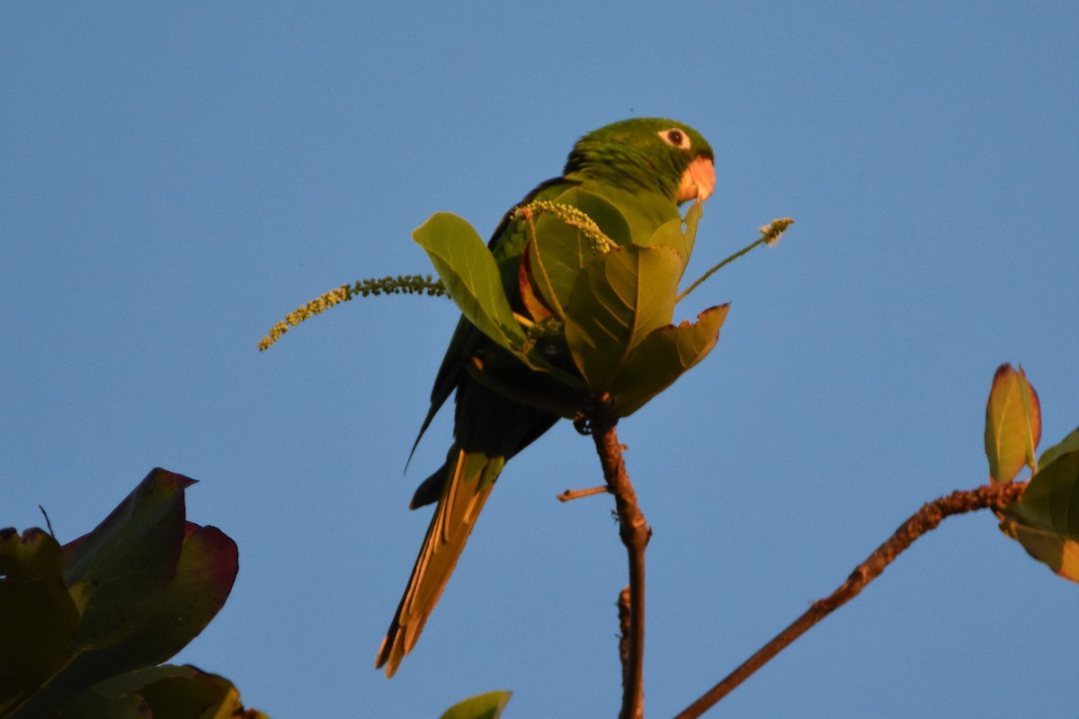 Hispaniolan Parakeet - Bernardo Sayus