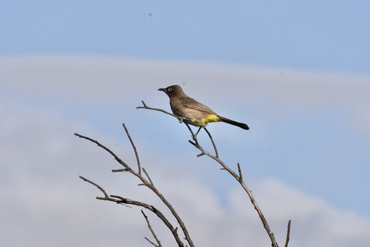 Cape Bulbul - ML492733081