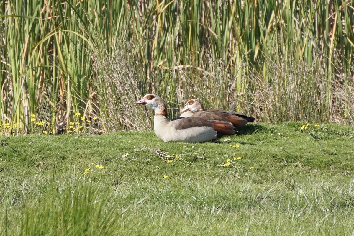 Egyptian Goose - ML492735031