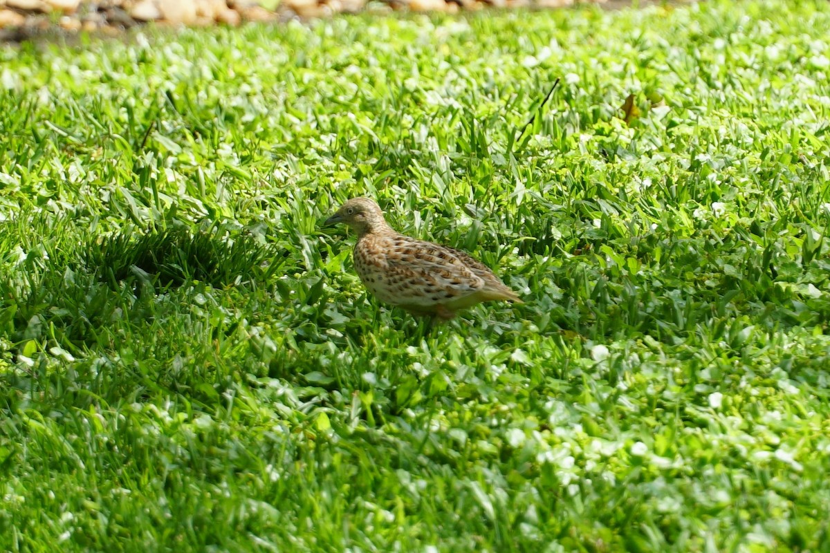 Small Buttonquail - ML492735101