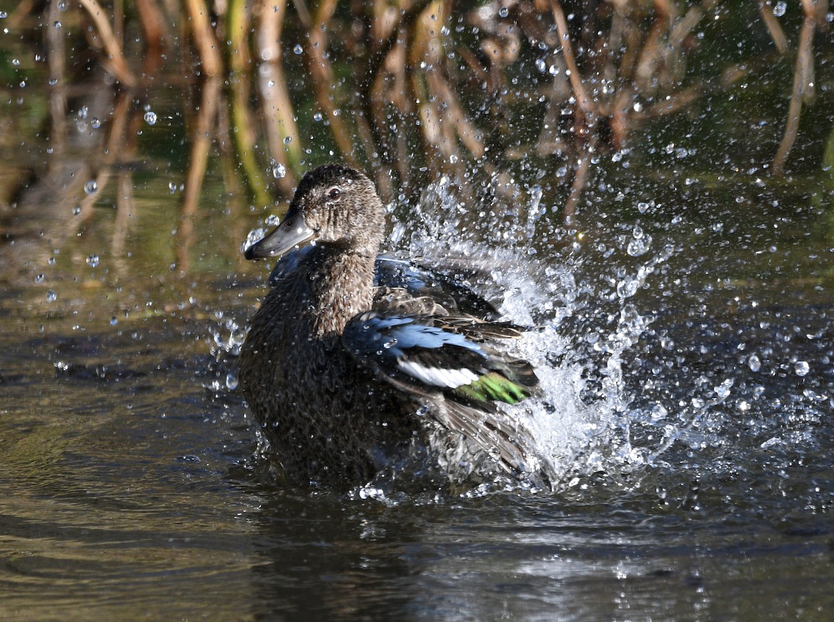 Blue-winged Teal - Chad Kowalski