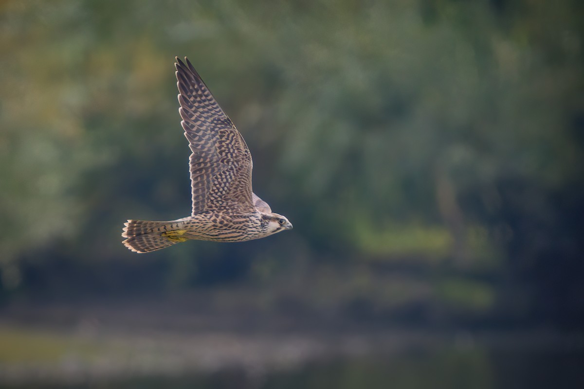 Peregrine Falcon (Tundra) - Mette & Mads Pedersen