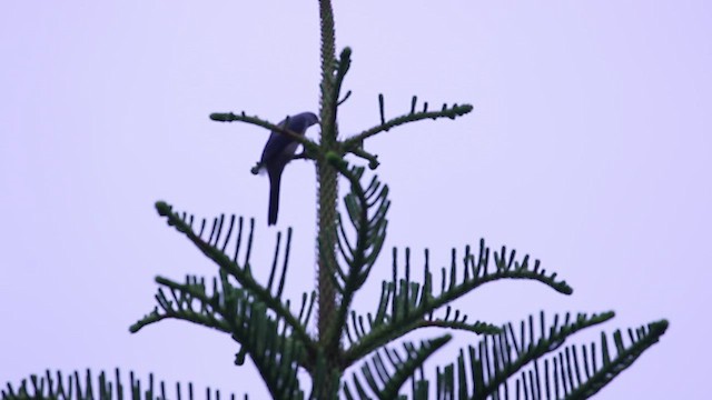 Black-winged Cuckooshrike - ML492736951