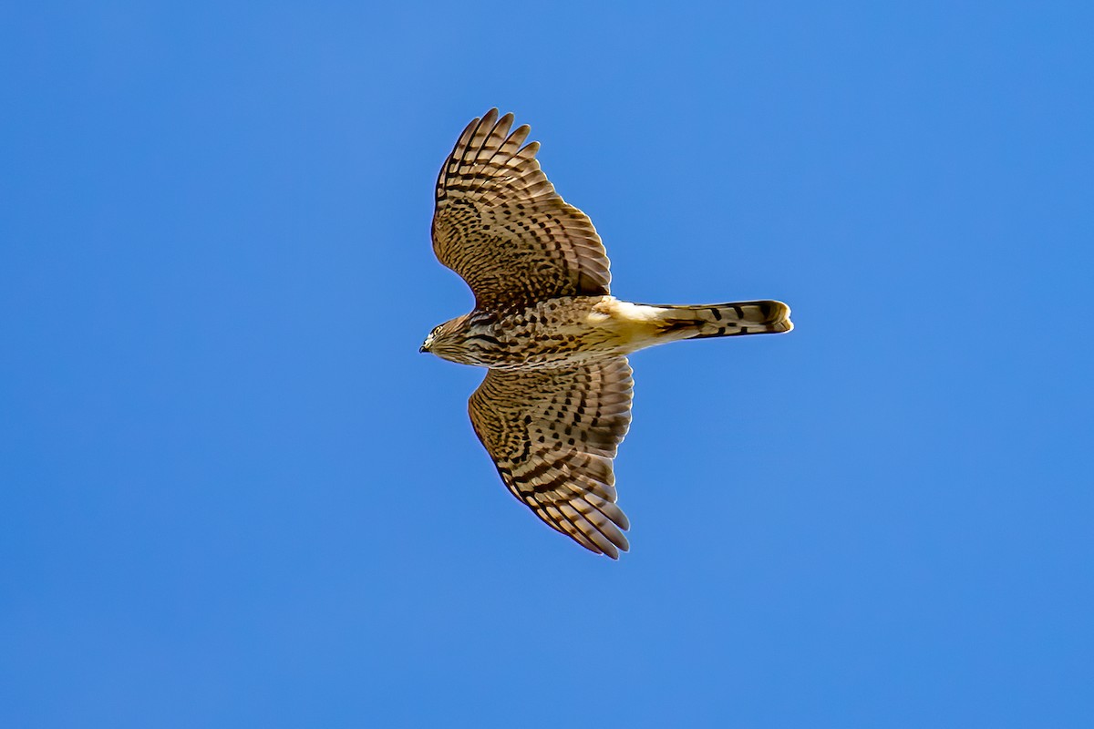 Sharp-shinned Hawk - ML492738361