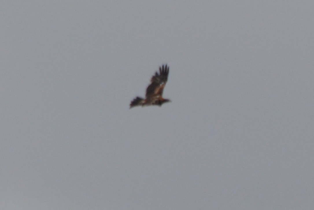 Wedge-tailed Eagle - ML49273931