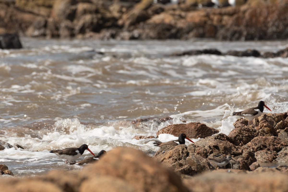 American Oystercatcher - ML492739521