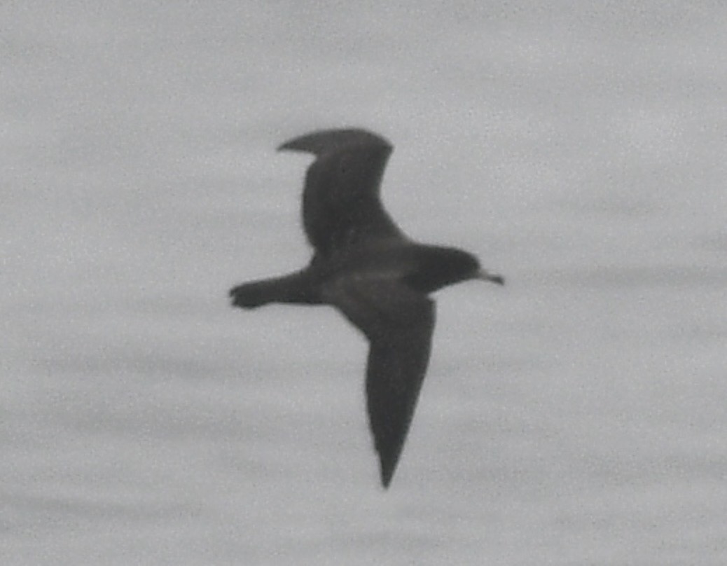 Flesh-footed Shearwater - ML492739541