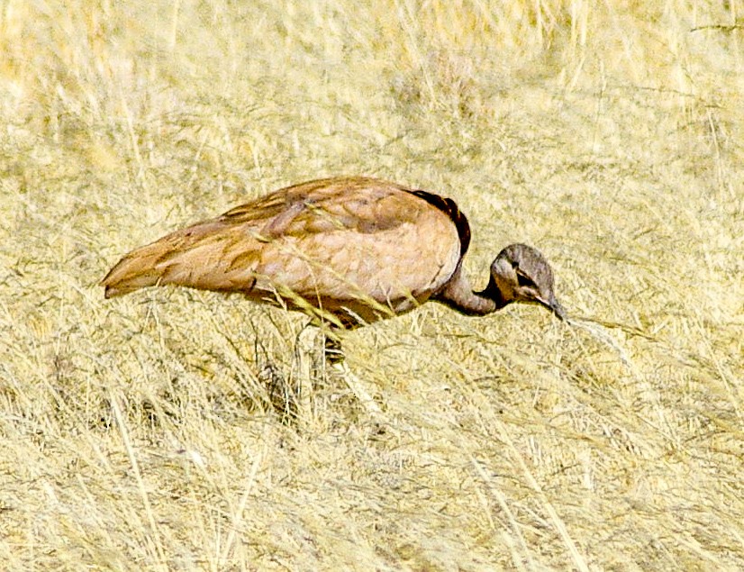 Rüppell's Bustard - ML492739561