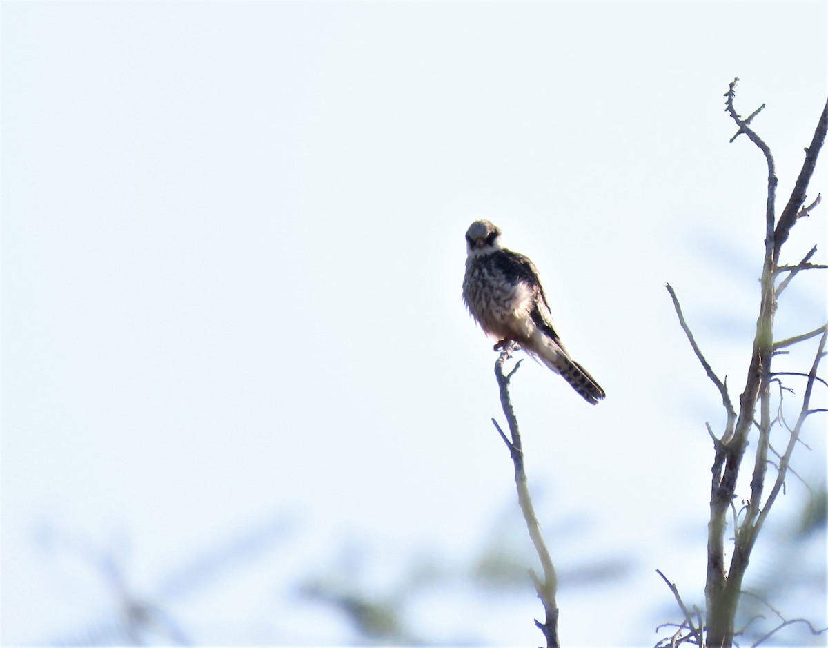 Red-footed Falcon - ML492739851