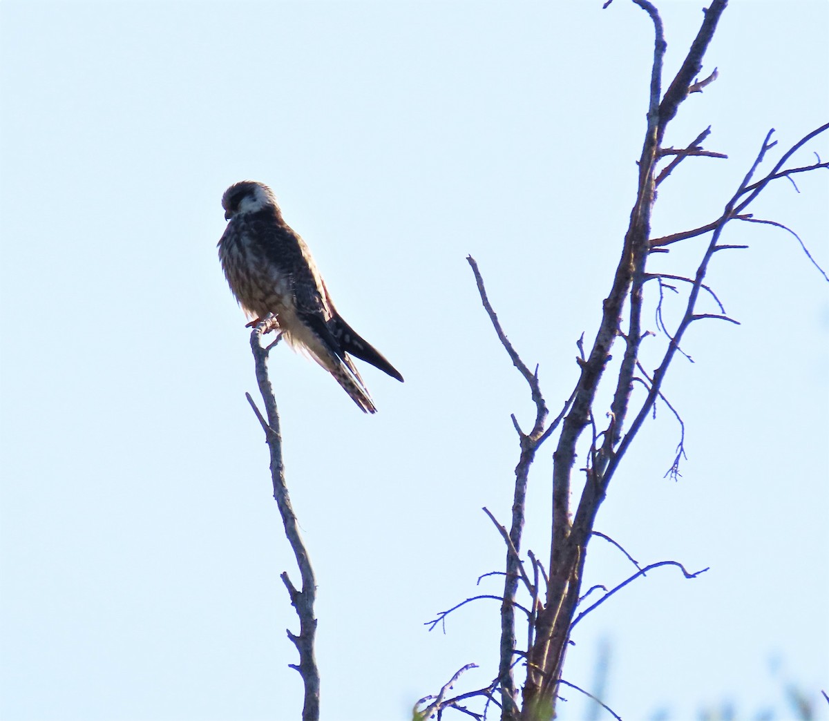 Red-footed Falcon - ML492739861