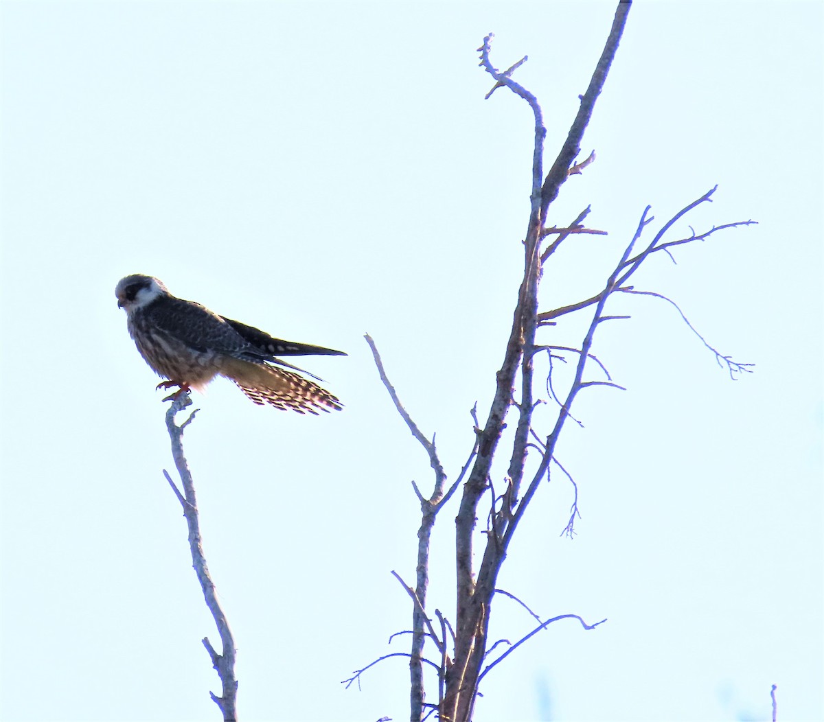 Red-footed Falcon - ML492739871