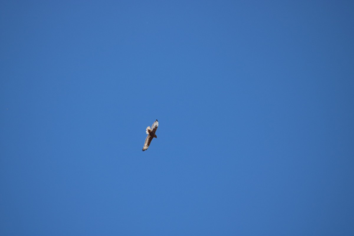 Ferruginous Hawk - Jake Gerlt