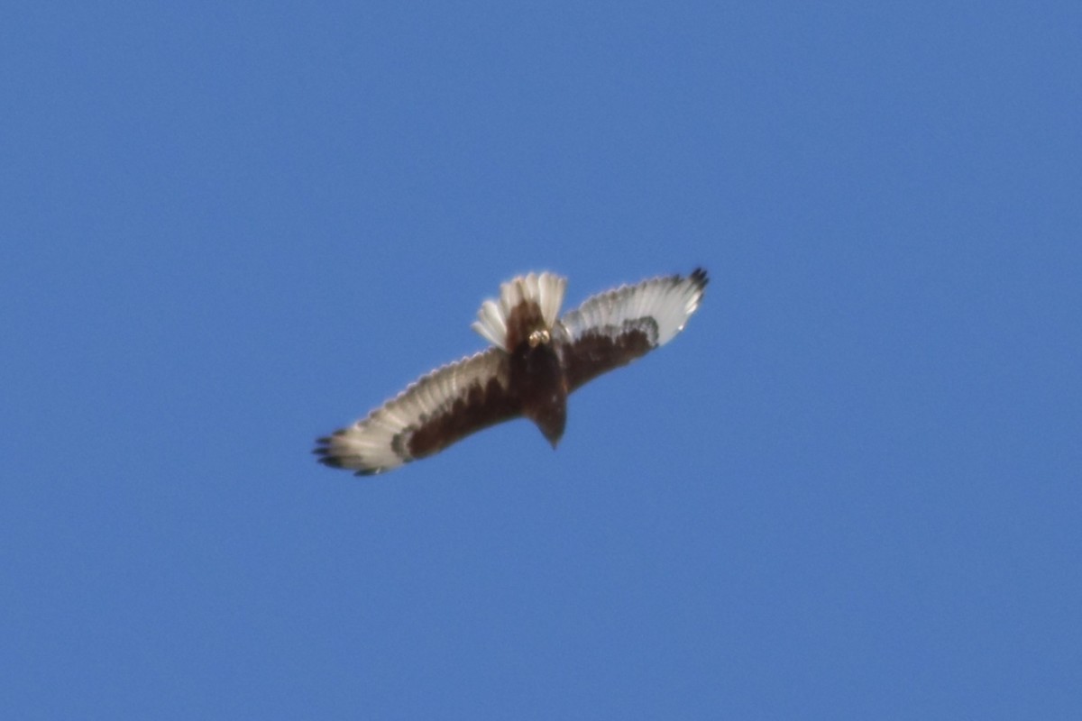 Ferruginous Hawk - Jake Gerlt