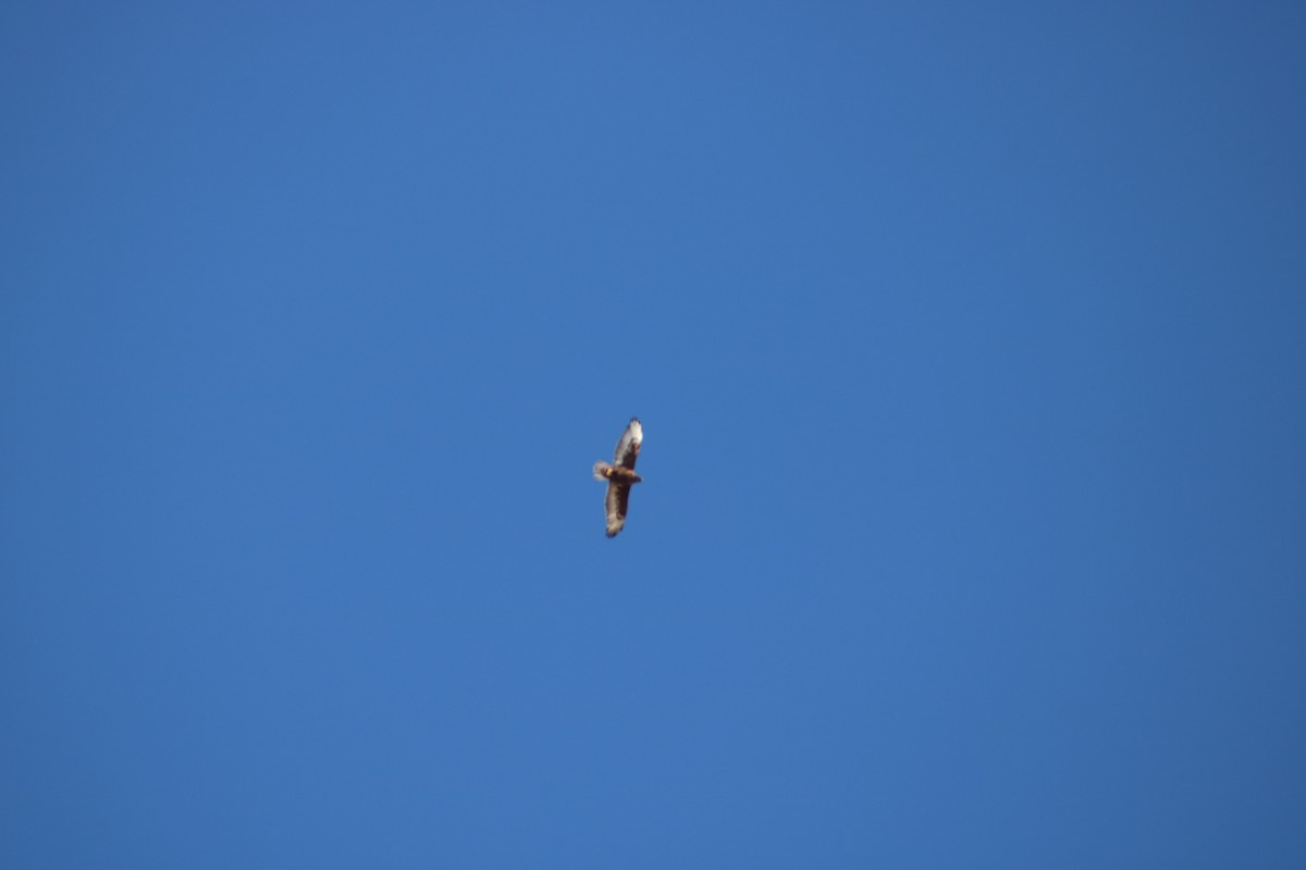 Ferruginous Hawk - Jake Gerlt