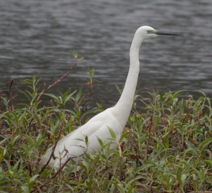 Great Egret - ML492743061