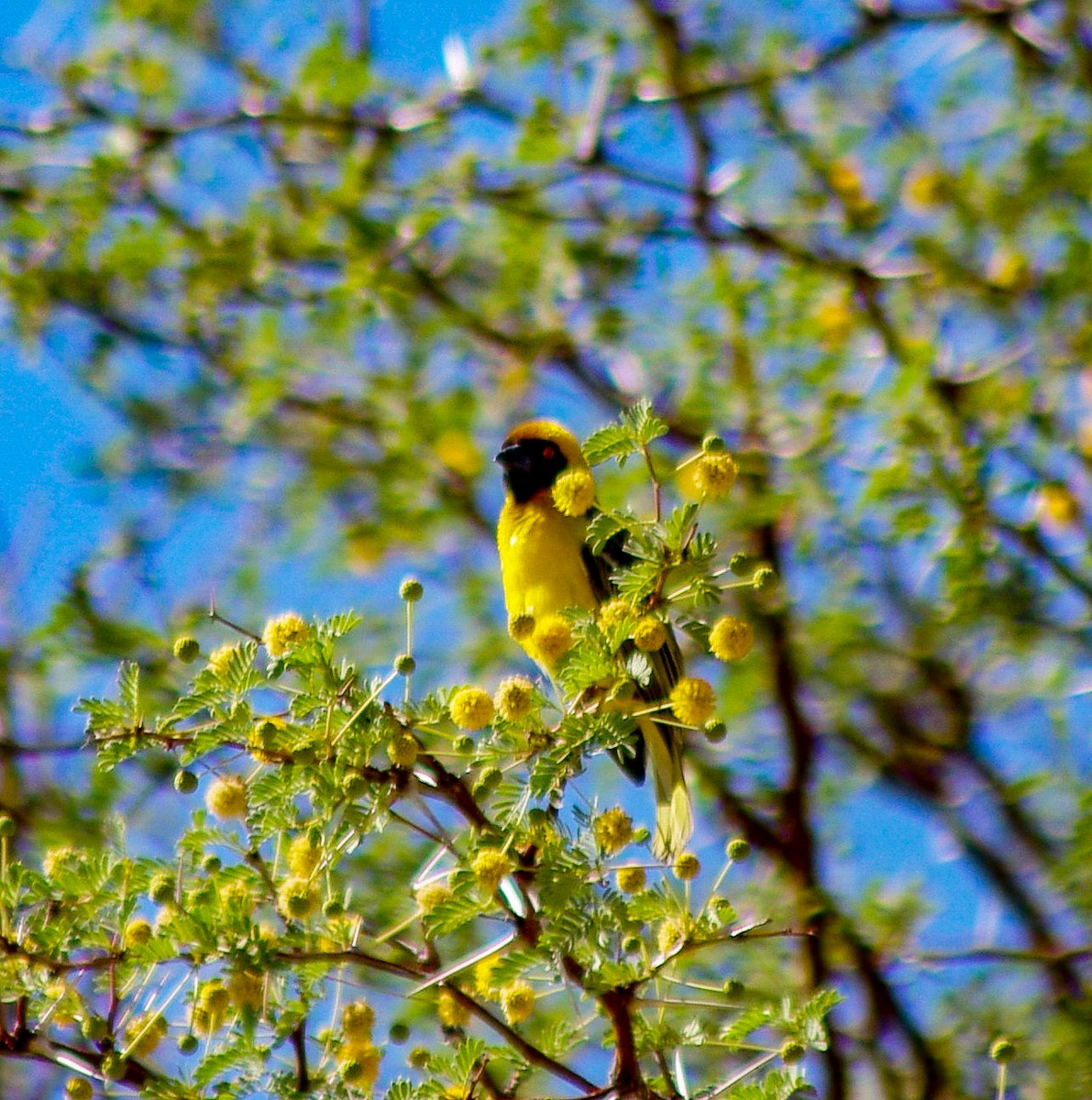 Southern Masked-Weaver - David Archer