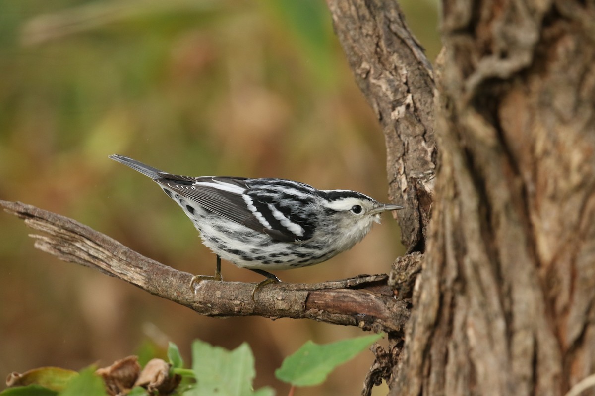 Black-and-white Warbler - ML492743191