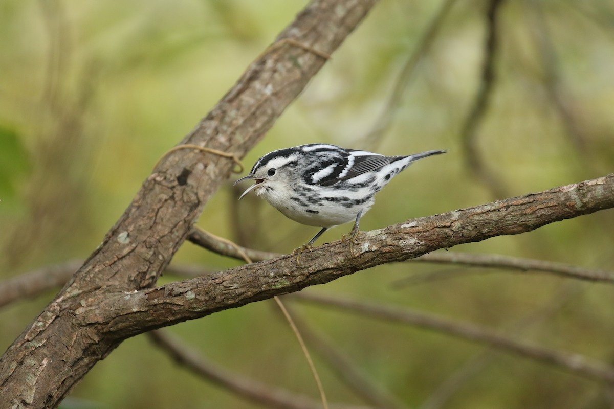 Black-and-white Warbler - ML492743201
