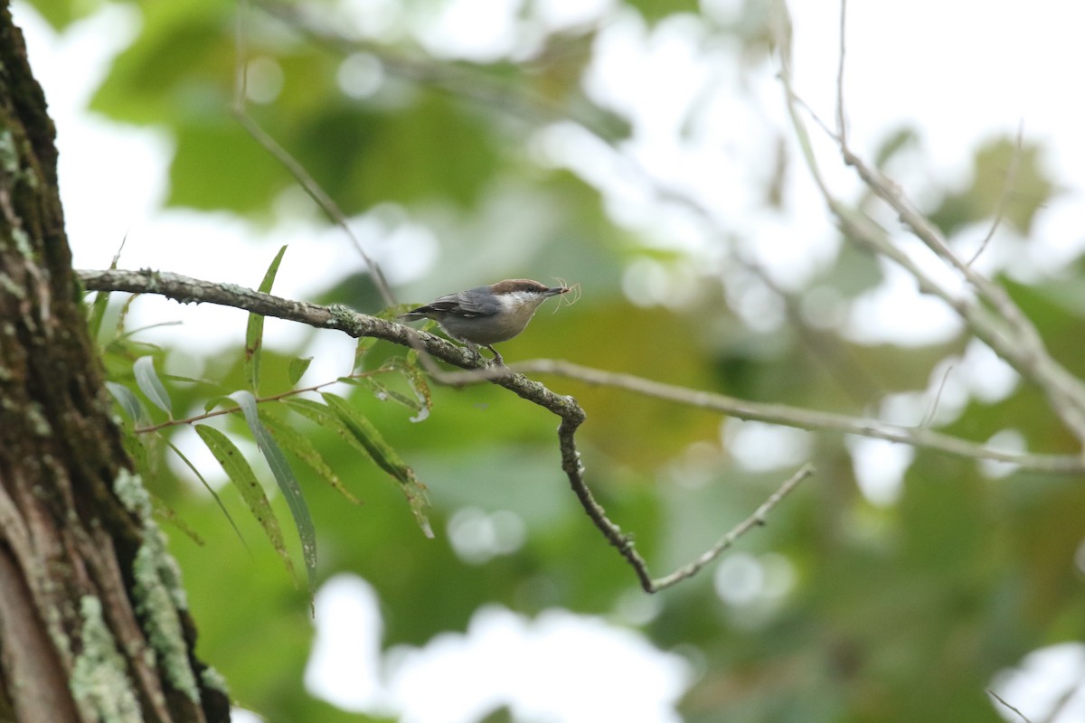 Brown-headed Nuthatch - Sujata roy