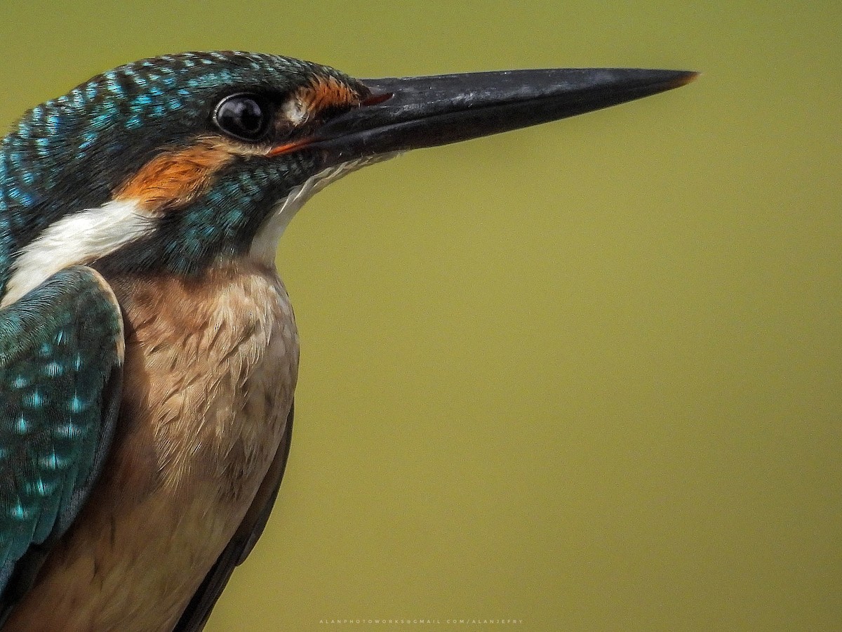 Common Kingfisher - Azlan Jefri