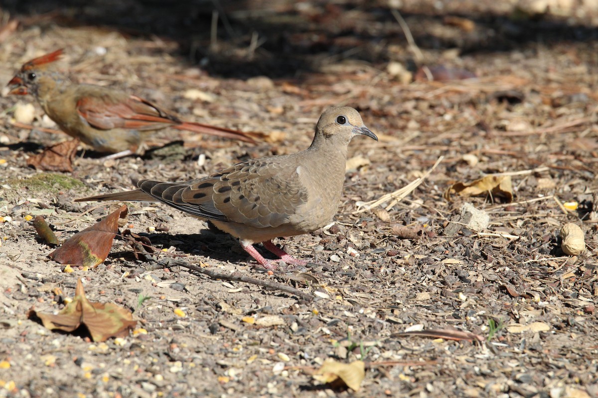 Mourning Dove - ML492743321