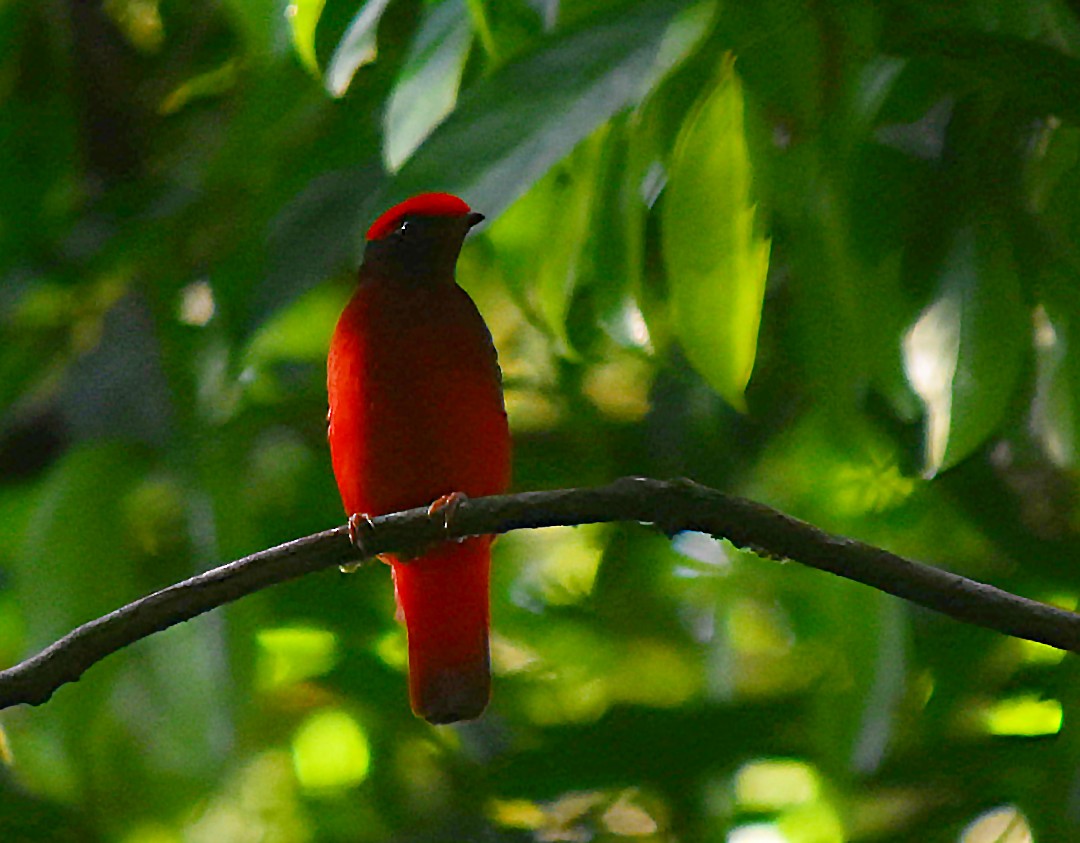 Guianan Red-Cotinga - ML492743331