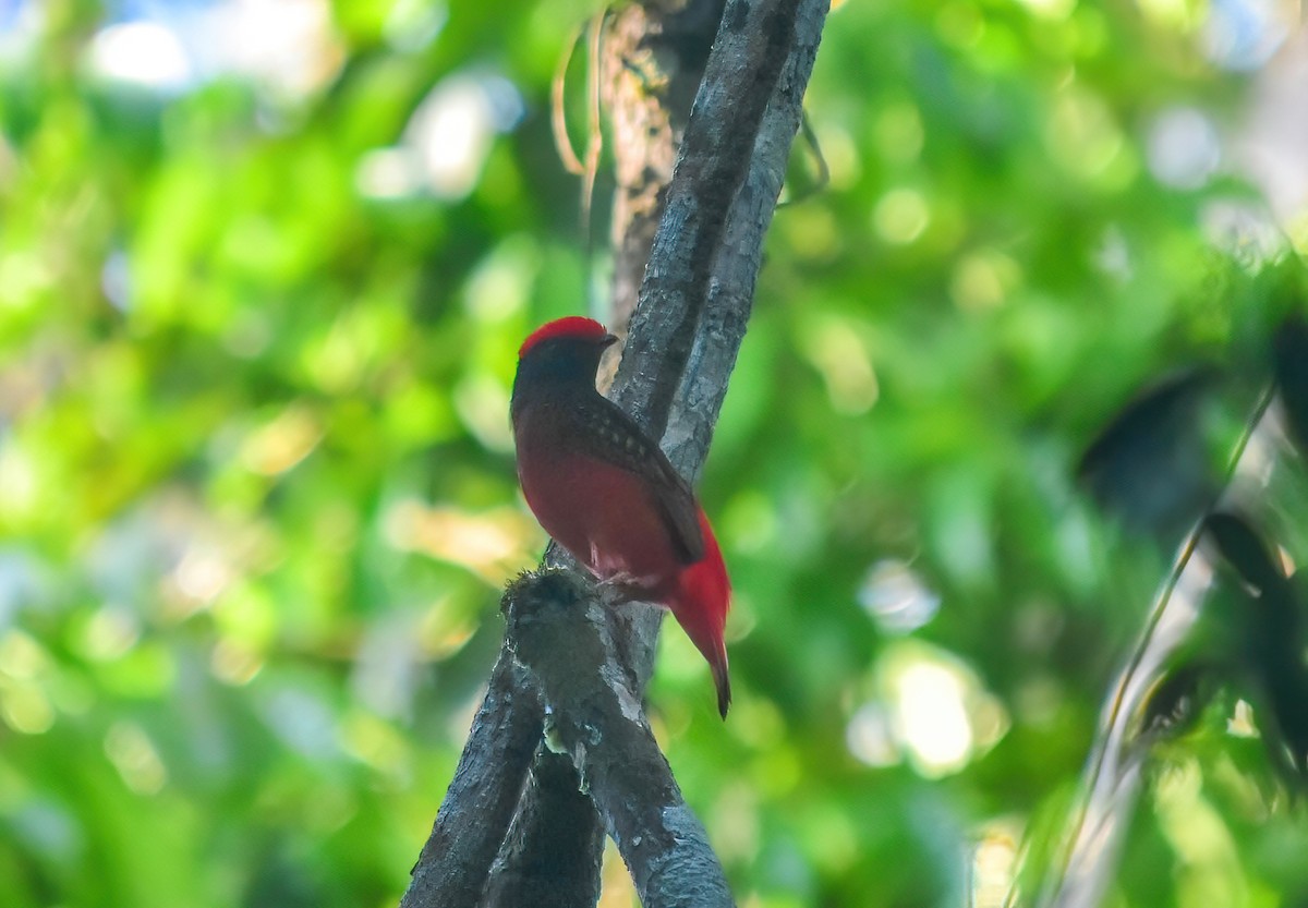 Guianan Red-Cotinga - ML492743361