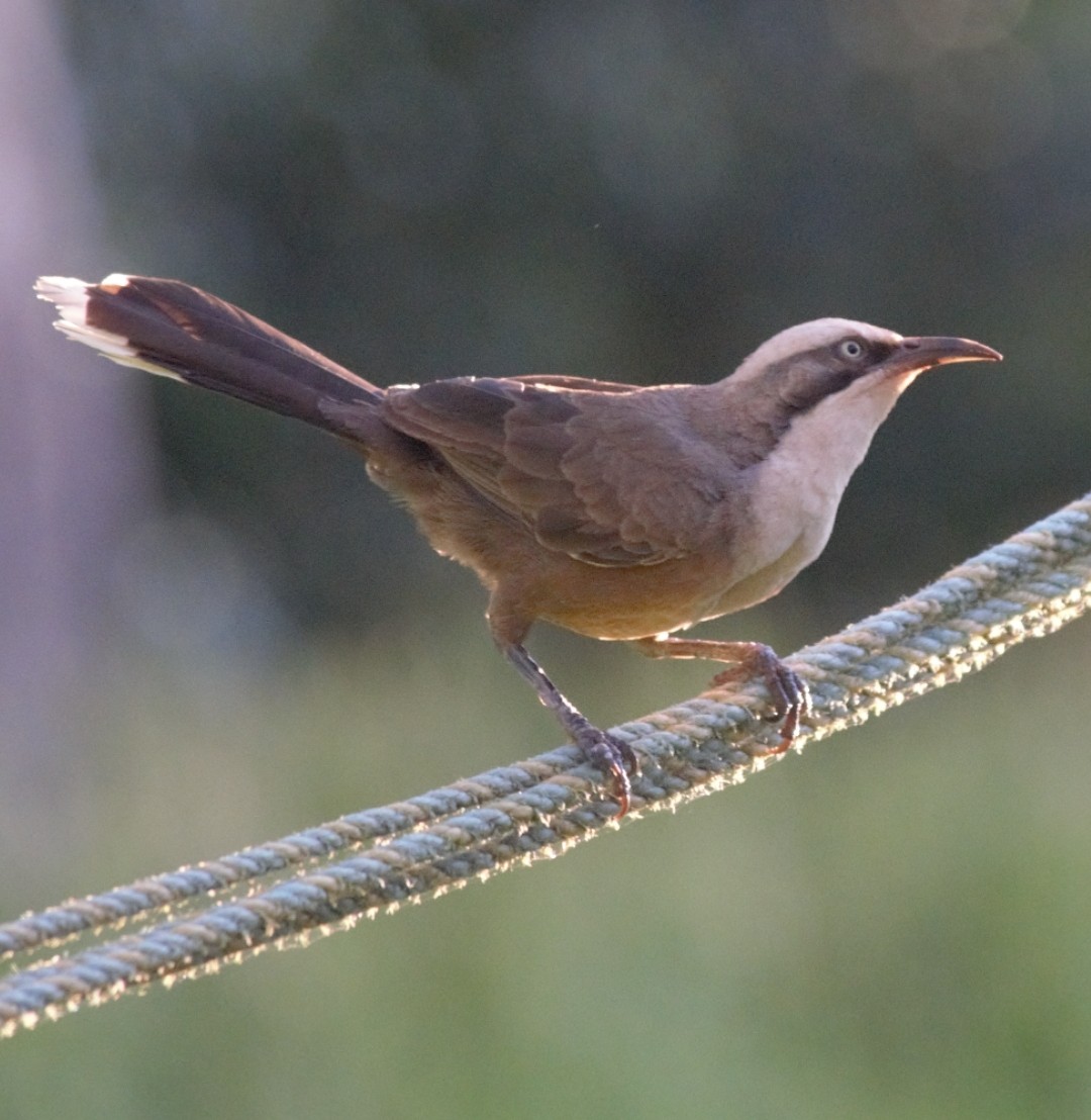 Gray-crowned Babbler - ML492744221