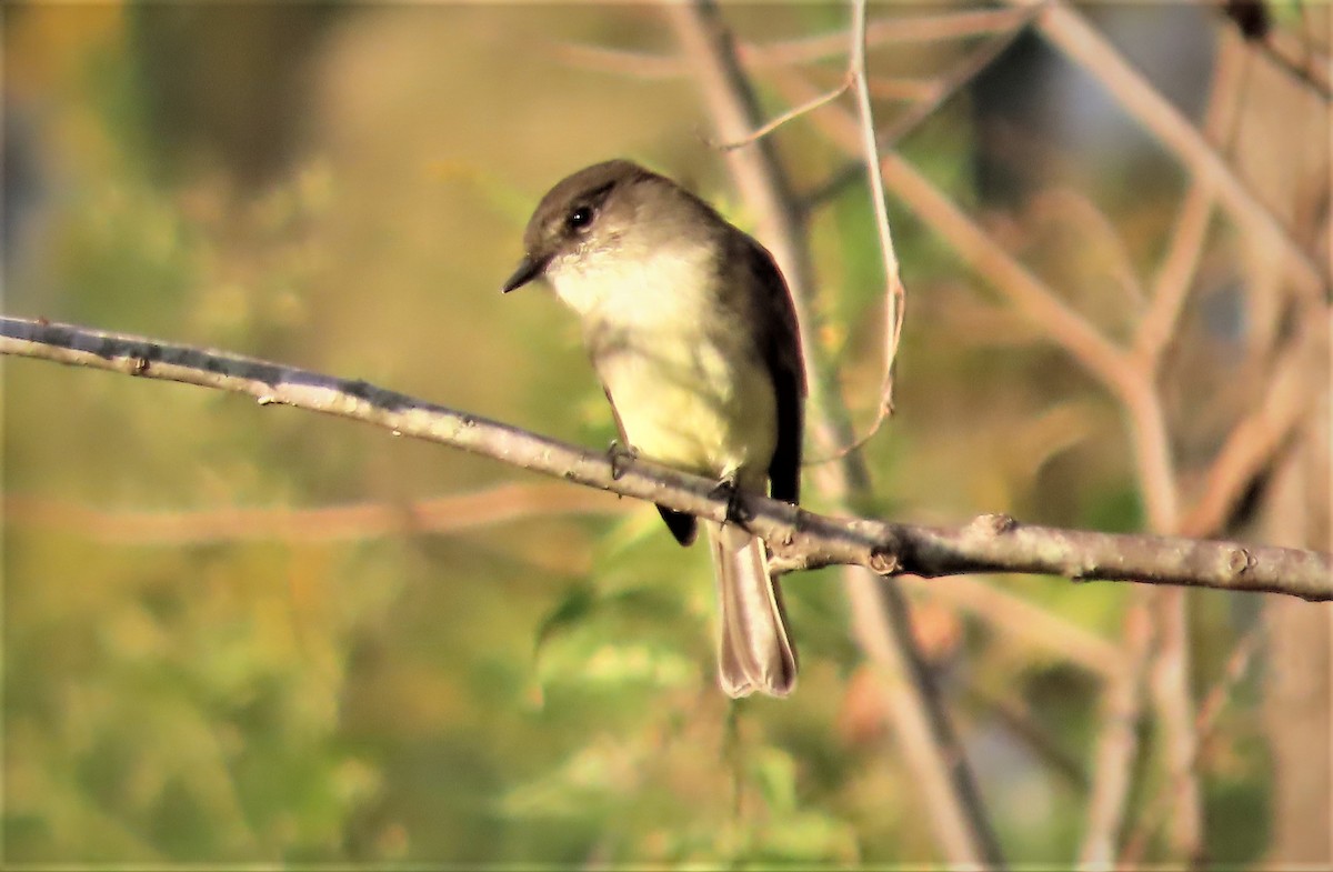 Eastern Phoebe - ML492744721