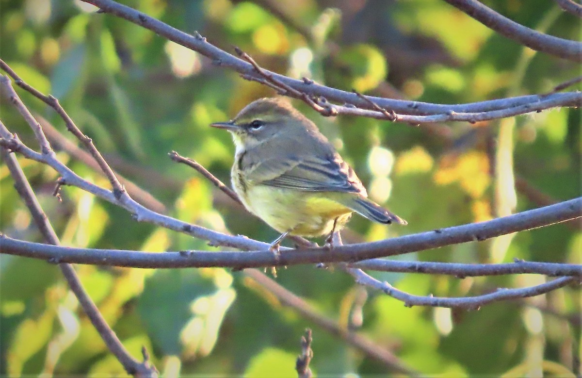 Palm Warbler - Jeff Beane