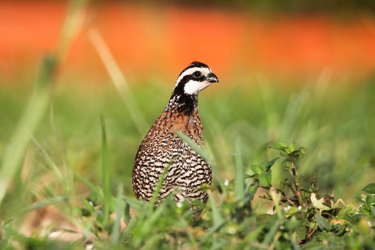 Northern Bobwhite - Alexander DeBear