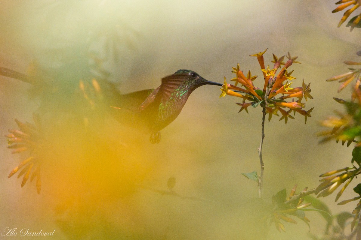 Red-tailed Comet - ML492747231