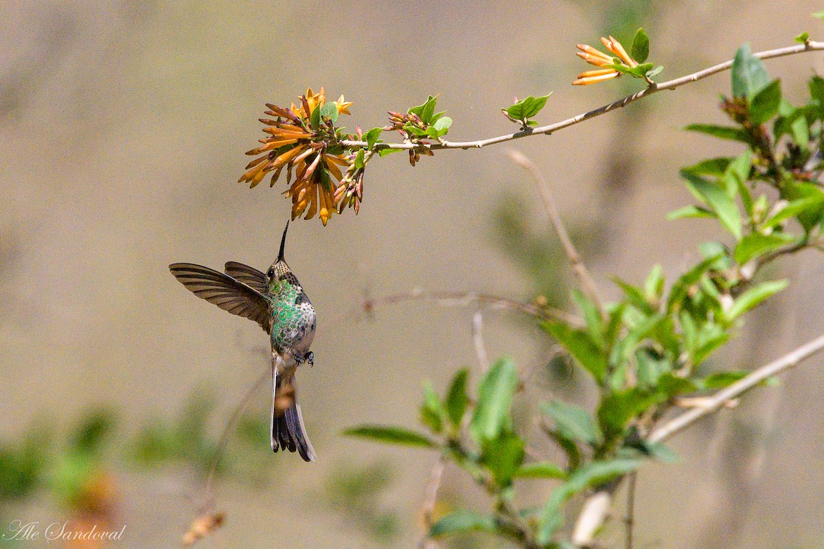 Colibrí Cometa - ML492747701