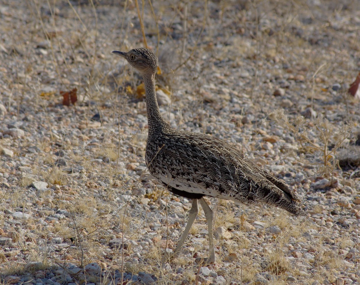 White-quilled Bustard - ML492748241