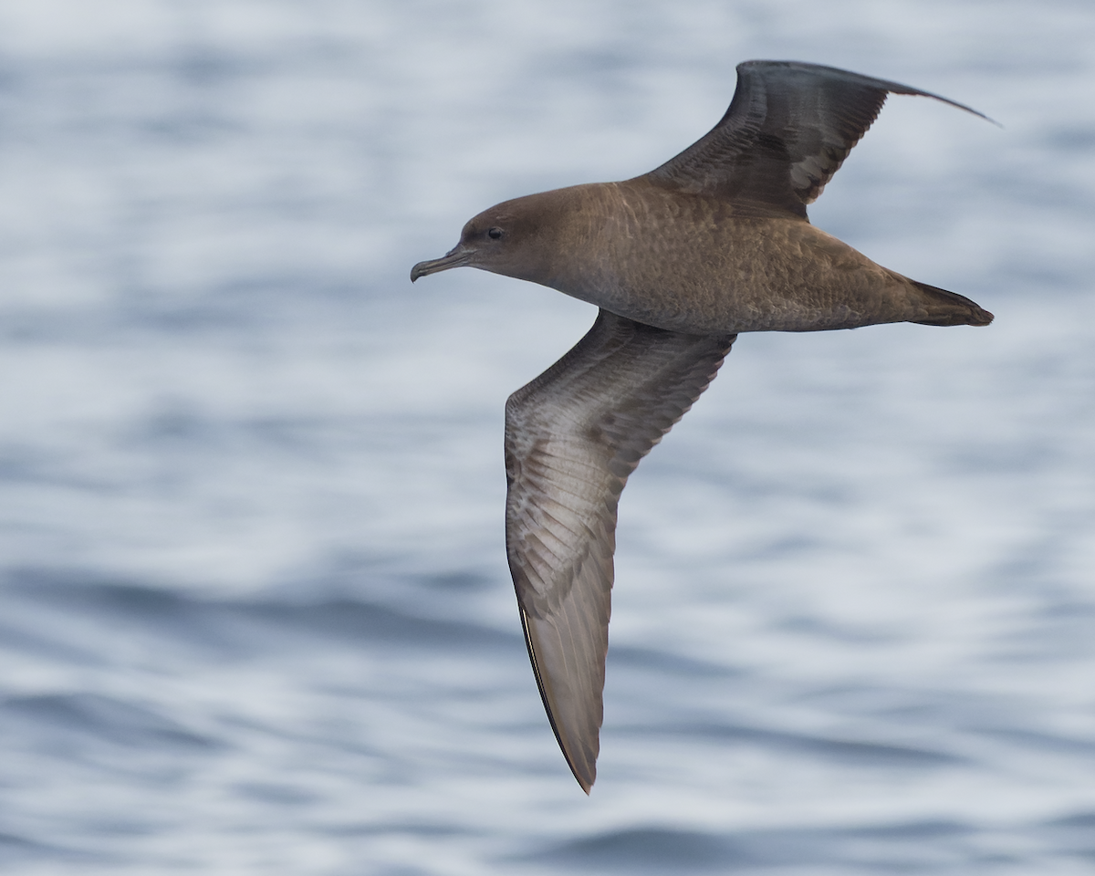 Sooty Shearwater - ML492750111