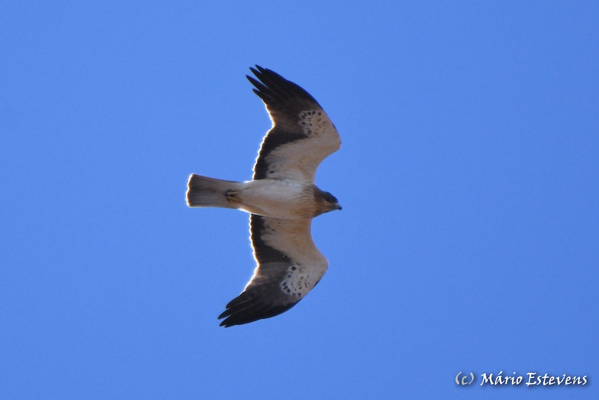 Booted Eagle - ML492750701