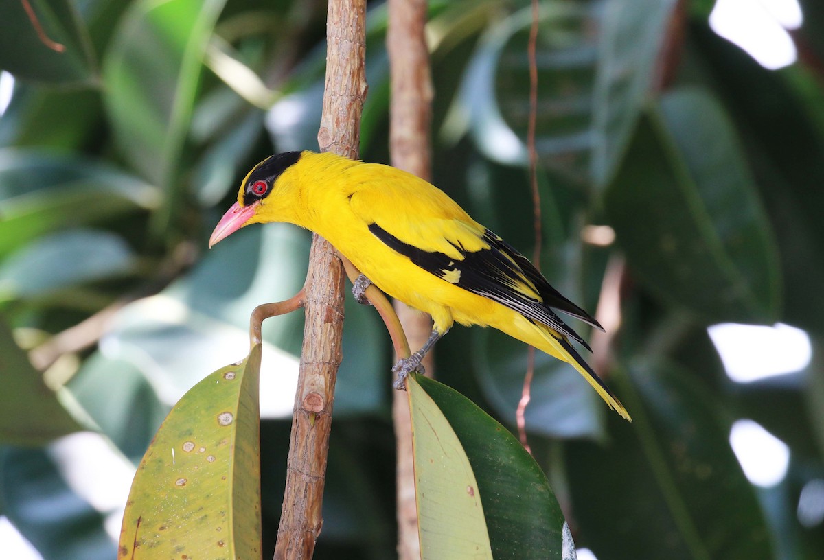 Black-naped Oriole - ML49275201