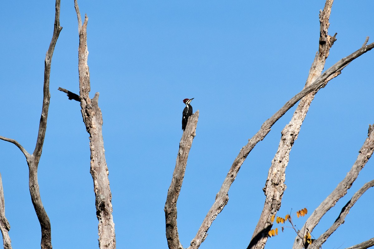 Pileated Woodpecker - ML492753261