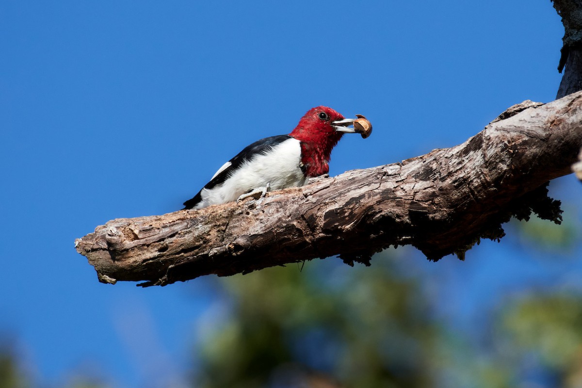 Red-headed Woodpecker - ML492753341