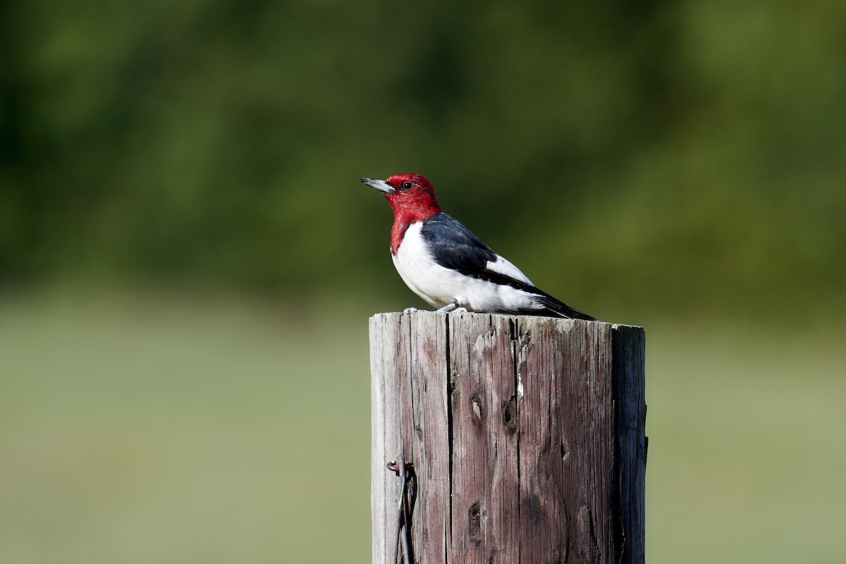 Red-headed Woodpecker - ML492753391