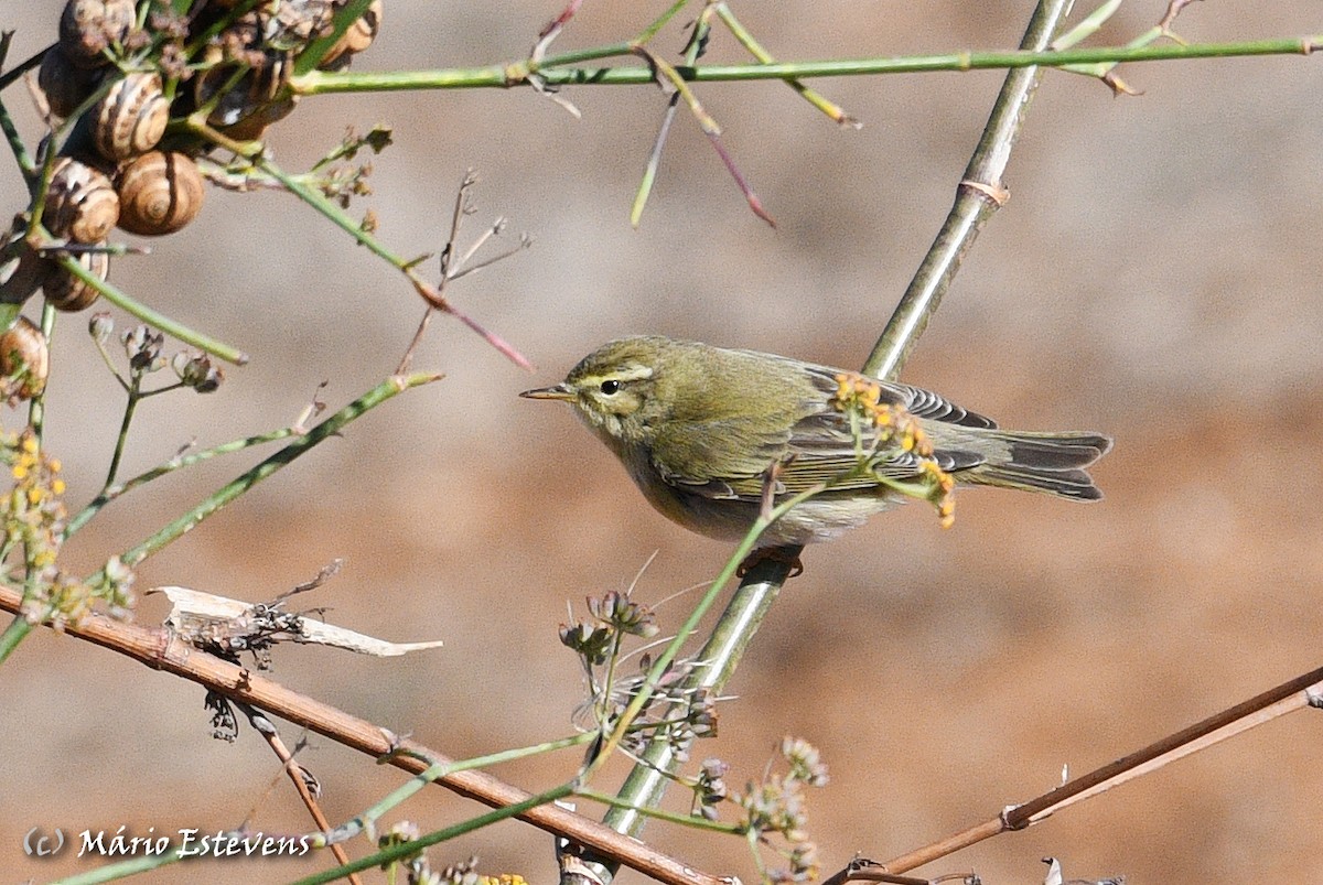 Willow Warbler - ML492753591